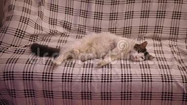 猫睡在沙发上
